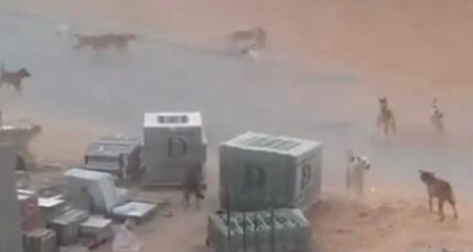 أمانة القصيم تصدر بيان تكشف فيه تفاصيل مقطع الكلاب الضالة