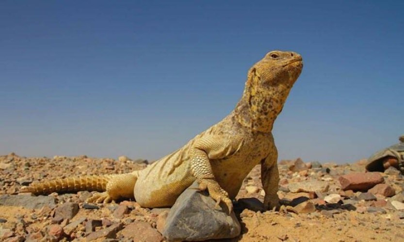 الحياة الفطرية تعلق على فيديو يظهر فيه صيد كميات كبيرة من “الضبان”