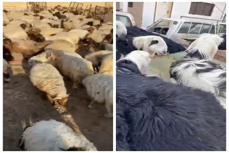 لمن يريد الشراء قبل عيد الأضحى المبارك .. شاهد: أسعار الأضاحي في منطقة حائل .. النعيم يصل لـ 1600 ريال والنجدي لـ 2000 ريال