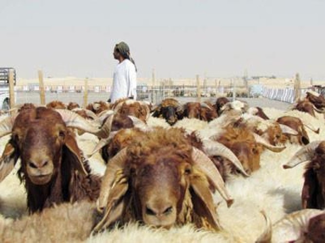 بالفيديو: رئيس رابطة المواشي يكشف عن أسعار الأضاحي وحقيقة وصولها إلى 3 آلاف ريال