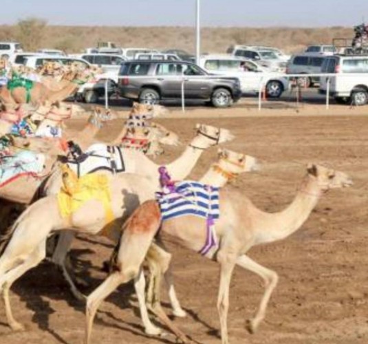 أنطلاق مهرجان ولي العهد للهجن في نسخته الثالثة يوم الأحد 29 ذي الحجة 1442 بالطائف