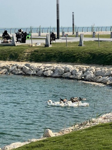 “بحيرة البط” تشهد إقبال ملحوظ من الزائرين