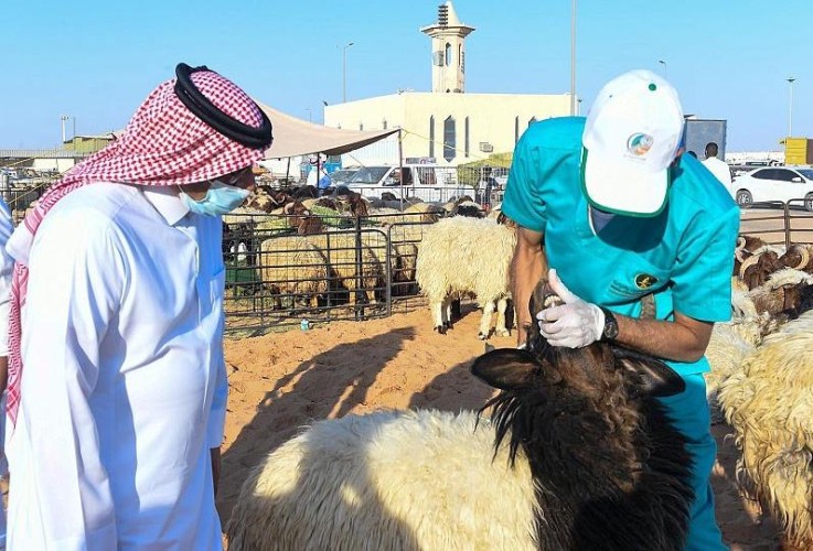 فرع وزارة البيئة بمنطقة تبوك يواصل تنفيذ حملة تعرف على أضحيتك بنفسك