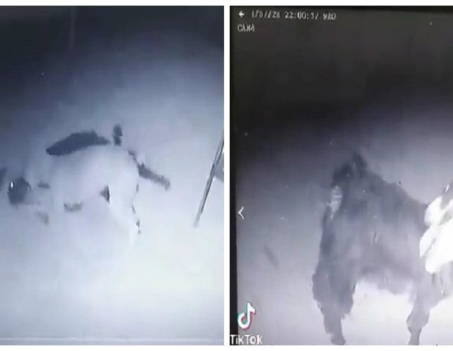 بالفيديو: ذئب مفترس يهاجم حظيرة أغنام بـ”الحناكية” ويفترس إحداها