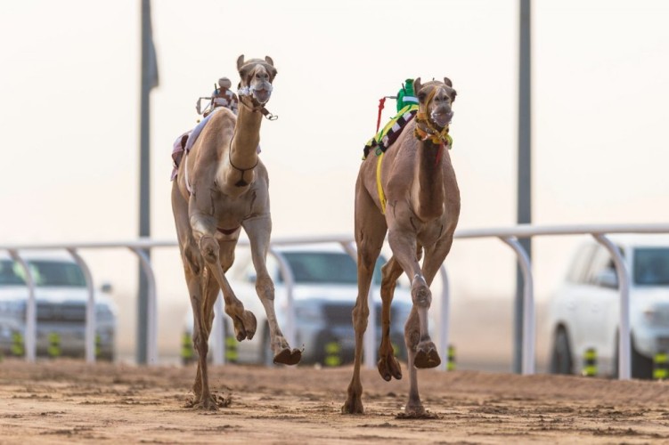 هجن مكة المكرمة تسيطر على منافسات ميدان الطائف