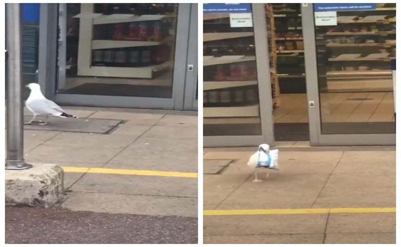 شاهد: طائر يدخل محل تجاري بحيلة ماكرة .. وعند خروجه كانت المفاجأة!