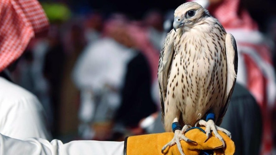 اشتراه من الشيخ منصور بن زايد .. بالفيديو: مربي صقور يكشف عن سعر أغلى صقر في المملكة