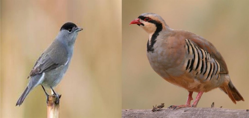 هل طائري “الحجل” و”أبو قلنسوة” من الطيور المسموح بصيدها في المملكة؟ .. الحياة الفطرية يكشف