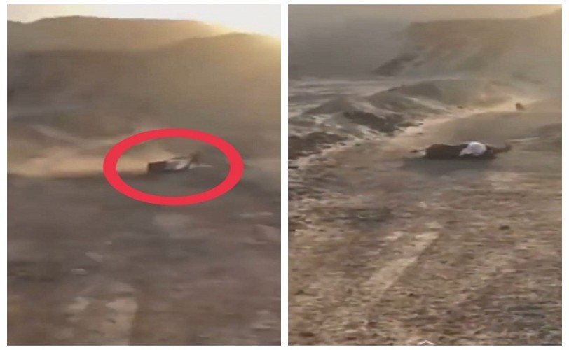 شاهد: ذئب يهاجم رجل في منطقة برية ويحاول أن يسحبه لإفتراسه .. وشاب يحاول إبعادة بعصى غليظة