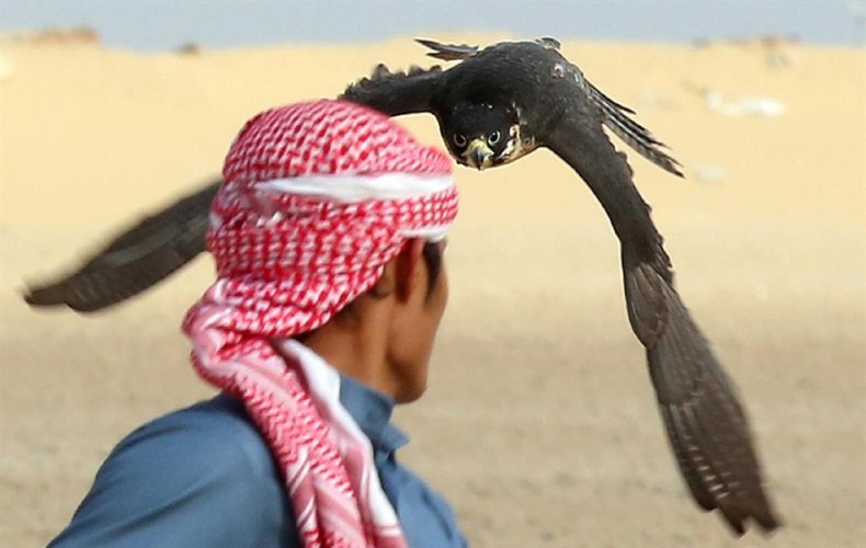 نادي الصقور : السماح بصيد الحباري بداية من 1 نوفمبر