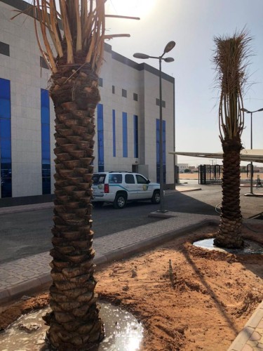 هيئة الأمر بالمعروف في رماح تتفاعل مع مبادرة السعودية الخضراء بتشجير محيط مبناها