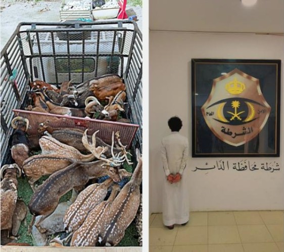 ضبط مقيم في جازان بحوزته وعول وغزلان مهربة من خارج المملكة