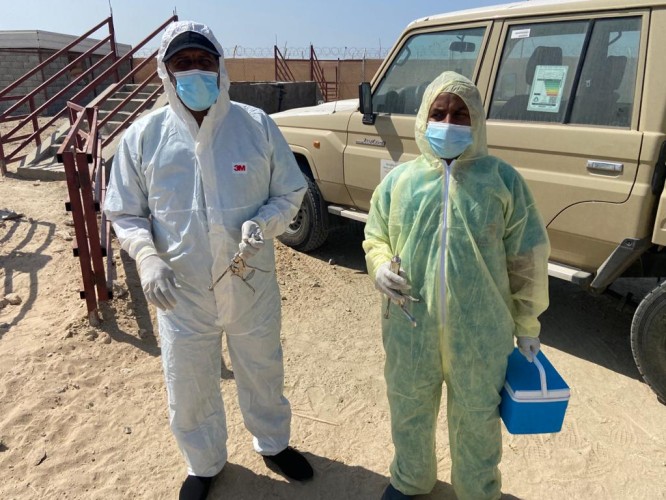 بيئة أملج تطلق حملة التحصين الثانية للمواشي