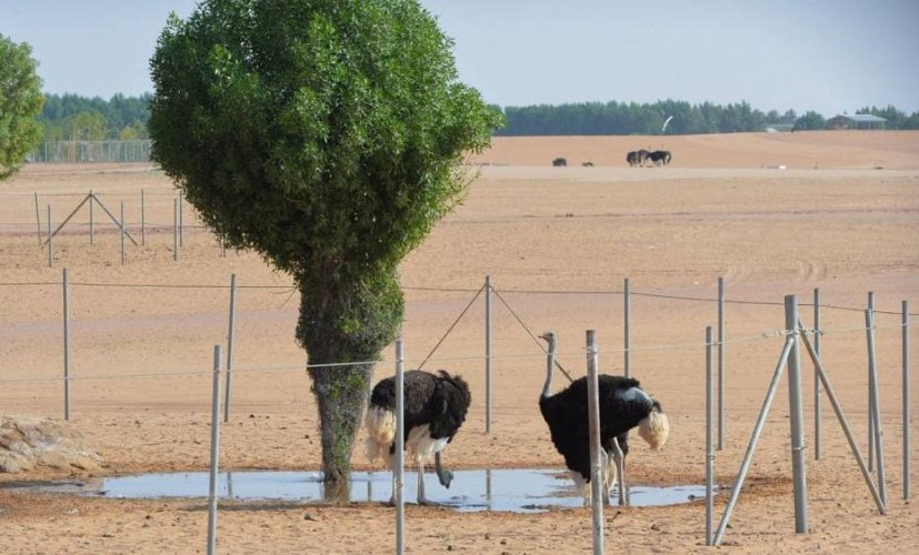 “رياض سفاري” تجمع الطيور والحيوانات النادرة في موسم الرياض 2021