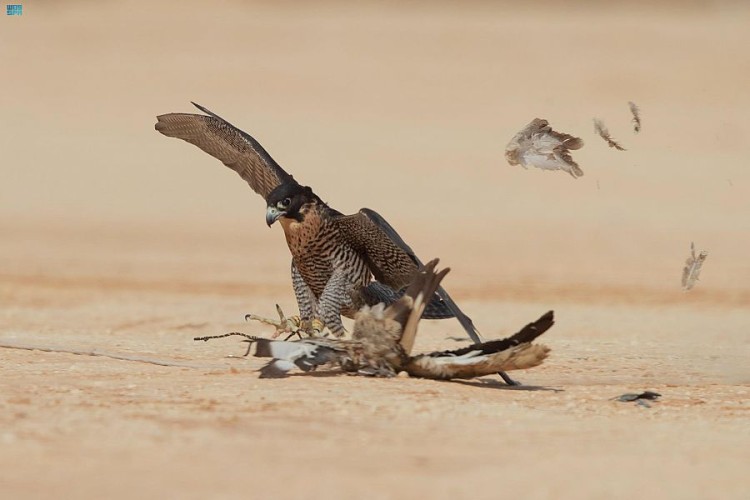 135 صقرا تتنافس في اليوم الأول لمهرجان الملك عبدالعزيز للصقور