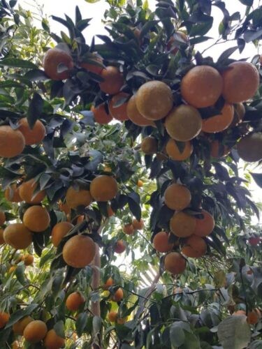 حائل تستعد لاطلاق النسخة الأولى من مهرجان الحمضيات