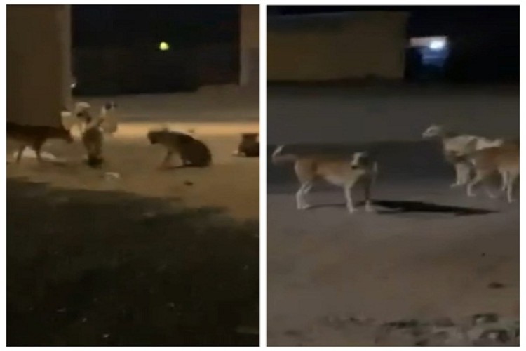 شاهد .. الشمال ترصد انتشار الكلاب الضالة في شوارع قرية بدع بن خلف .. وطلب عاجل من الأهالي
