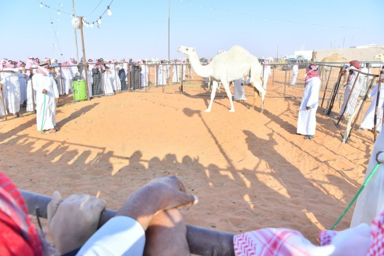 برعاية سمو أمير منطقة حائل  .. هيئة تطوير محمية الإمام تركي بن عبدالله الملكية تطلق فعاليات مهرجان مزاد الإبل في تربة