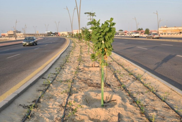 بلدية القطيف تزرع 350 شجرة و7200 م2 مغطيات خضراء بالميادين والشوارع