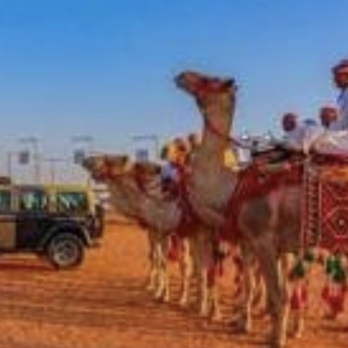 الأمن البيئي يختتم مشاركته في مهرجان هيئة تطوير محمية الإمام تركي بن عبدالله الملكية لمزاد الإبل بمنطقة حائل