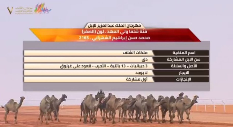 بلونها الأصفر .. شاهد: لحظة دخول منقيّة ملكات الشلف لأرض الميدان للعرض والتحكيم النهائي في شوط شلفا ولي العهد