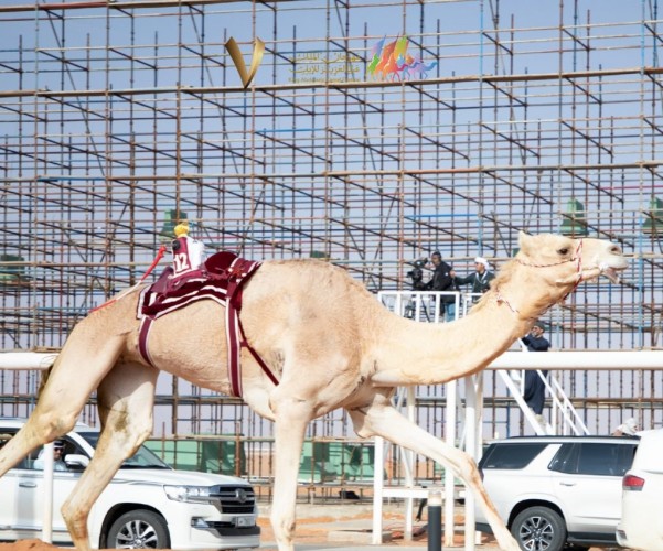 بالأسماء.. لجنة التحكيم في مهرجان الملك عبدالعزيز للإبل تعلن عن أسماء الفائزين في أشواط الفحل وإنتاجه للوني المجاهيم والشقح