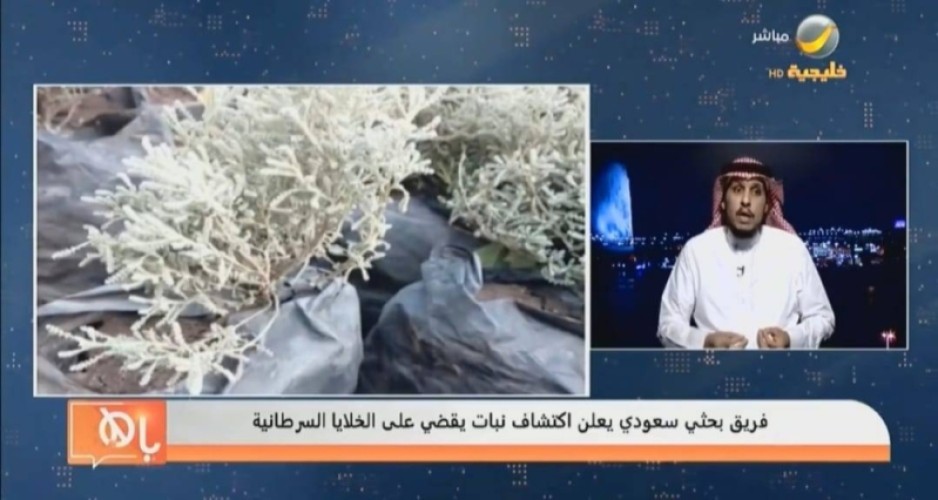 بالفيديو… طبيب سعودي يزف بشرى سارة: المرحلة المختبرية أثبتت نجاح مركب من نبات الشيح “البعيثران” مضاد للخلايا السرطانية