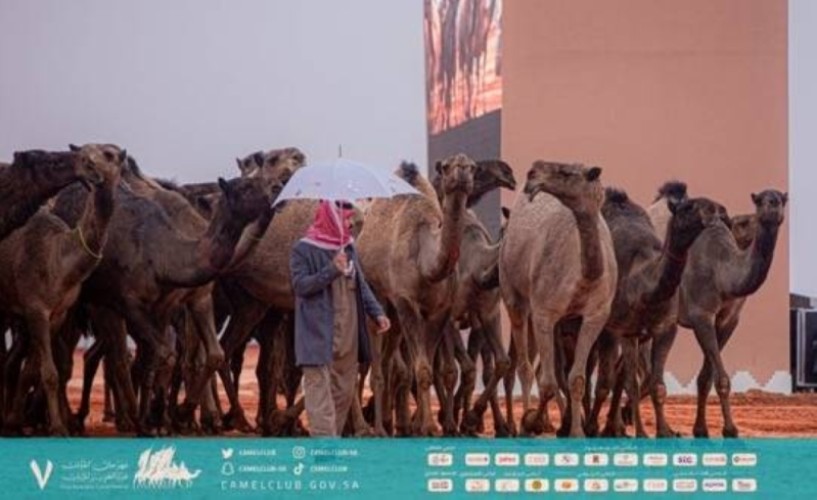 بالأسماء .. لجنة التحكيم النهائي بمهرجان الملك عبدالعزيز للإبل تعلن الفائزين في فئة المؤسس لون الصفر