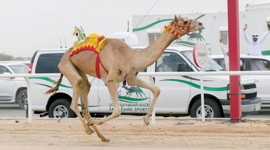 اللجنة المنظمة لكأس العلا للهجن تعلن عن شروط المسابقة في أشواط الماراثون