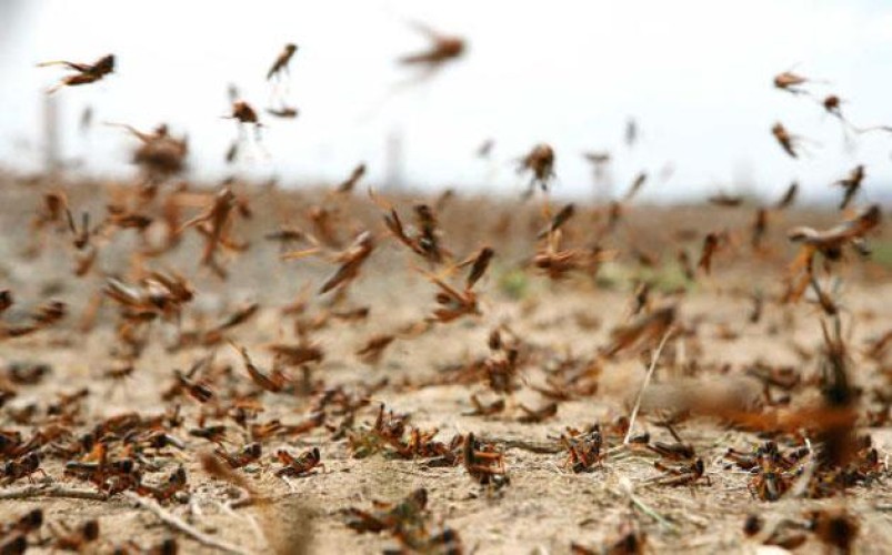 “وقاء” يحذر من جمع الجراد في مكة والمدينة حتى 15 أبريل