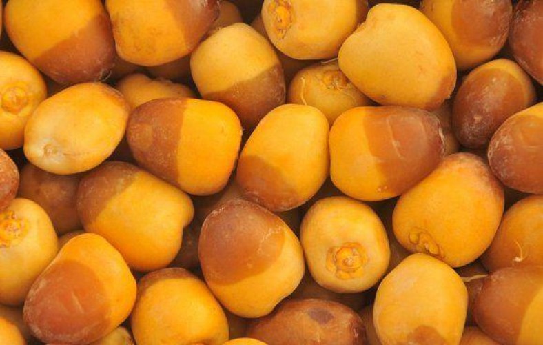 بعد انتشار الفيديوهات المثيرة للجدل.. بيان عاجل من المركز الوطني للنخيل بشأن التمور فاتحة اللون