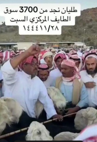 «من نوع طليان نجد».. شاهد: حراج على مجموعة خراف في سوق الطائف.. والكشف عن السعر النهائي