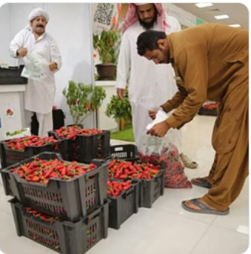 “فلفل شقراء 3” يختتم فعالياته بنجاح ومبيعات بمليون ريال