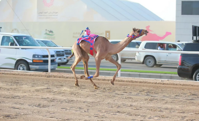 مهرجان ولي العهد للهجن.. فتح باب التسجيل في شوط الماراثون النسائي الدولي