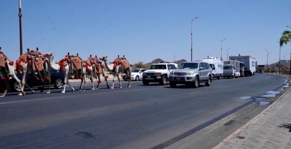 مكتب البيئة بالطائف ينظم مسيرة بالهجن والسيارات الرسمية احتفاءاً بوصول القافلة الزراعية الارشادية