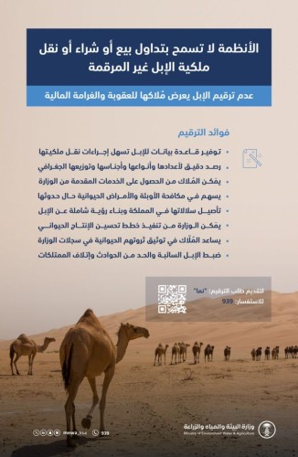 “البيئة”: الأنظمة لا تسمح بتداول بيع أو شراء أو نقل ملكية الإبل غير المرقمة