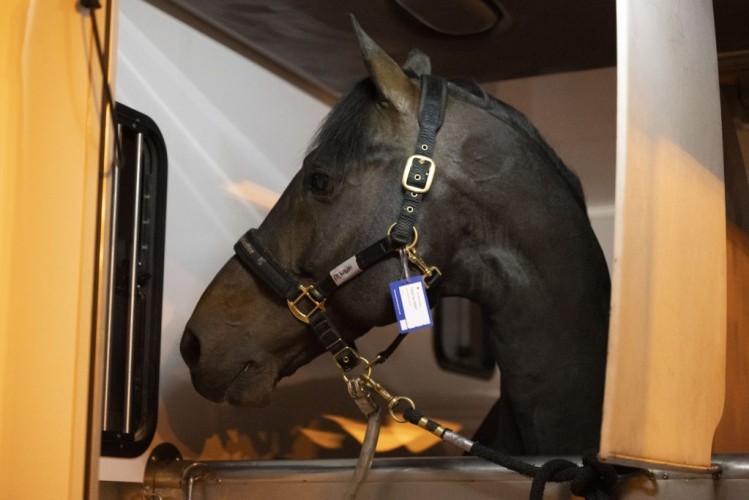 نقل 96 جواداً من بلجيكا الى الرياض للمشاركة في بطولة لونجين العالمية لقفز الحواجز