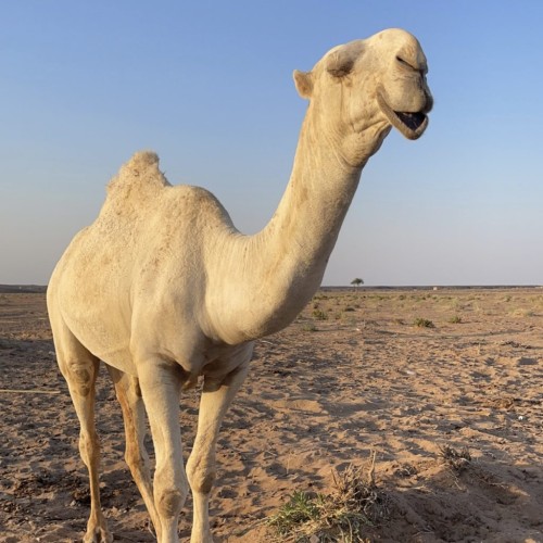 رجل الأعمال “سالم الشويلعي” يقيم مأدبة عشاء على شرف مالك الإبل “مطيع الشويلعي” بعد فوزه بالمركز الأول