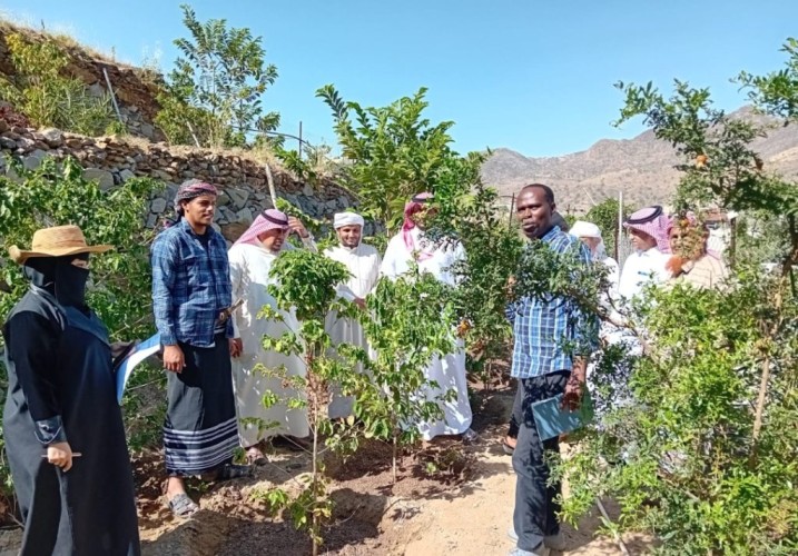 البيئة بجازان تنفذ برنامجاً إرشادياً لمزارعي البن بالمنطقة اليوم