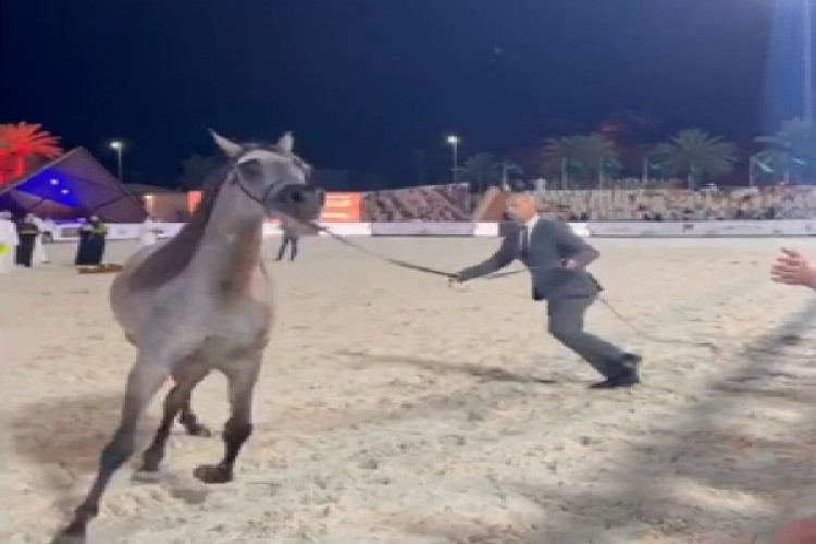 برعاية الأمير “عبدالعزيز بن سعد” .. انطلاق منافسات بطولة حائل لجمال الخيل العربية الأصيلة بمشاركة 227 جواداً من مختلف المناطق