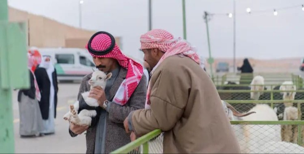 انطلاق مهرجان أصول الأغنام المحلية بالحدود الشمالية