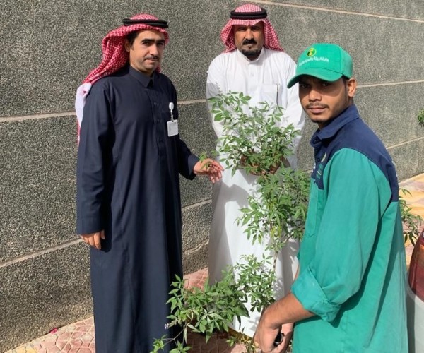 ضمن مبادرة البرنامج الوطني للتشجير .. مكتب بيئة حفر الباطن يوزع 500 شتلة