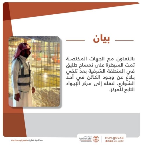 تعليق عاجل من الحياة الفطرية بشأن التمساح الطليق في القطيف