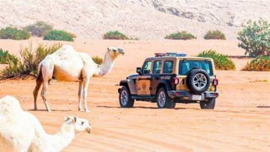 القوات الخاصة للأمن البيئي تضبط مخالفًا لنظام البيئة لارتكابه مخالفة رعي