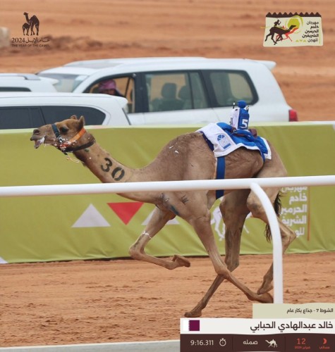 في خامس أيام مهرجان خادم الحرمين الشريفين للهجن: صمله .. تخطف التوقيت الأفضل في الـ “جذاع”