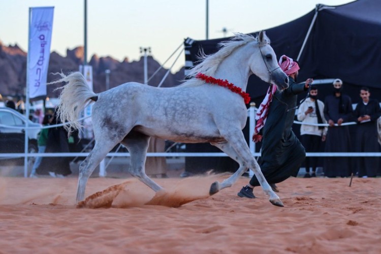 عروض الخيول العربية ورمي السهام في جناح فروسية حائل تجذب زوار الرالي
