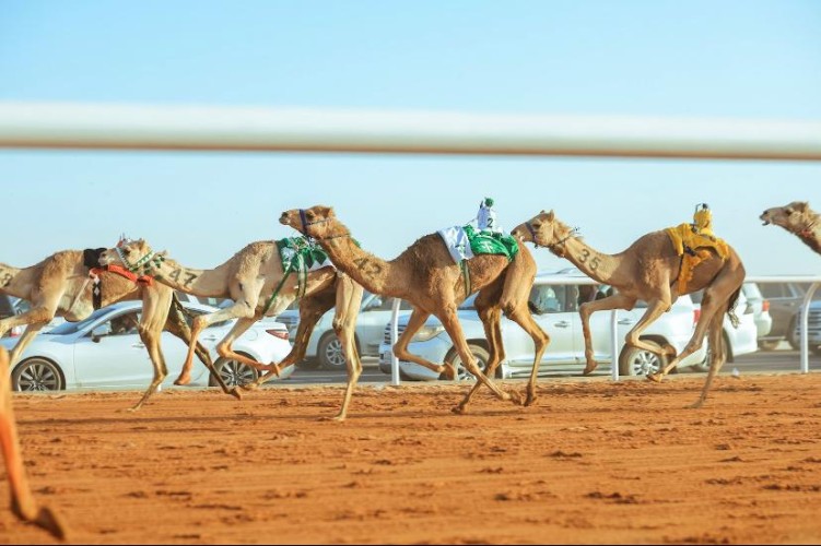بحضور فهد بن جلوي .. انطلاق مهرجان خادم الحرمين الشريفين للهجن
