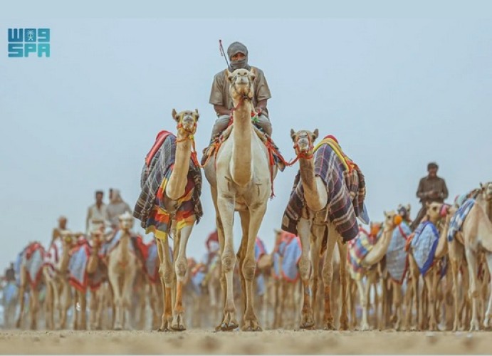 الهيئة الملكية لمحافظة العُلا تعلن إقامة كأس العُلا للهجن 2024