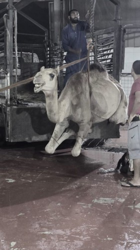 سواعد الحي بمركز المسفلة يوزع لحم قعود ليلة ٢٧ رمضان