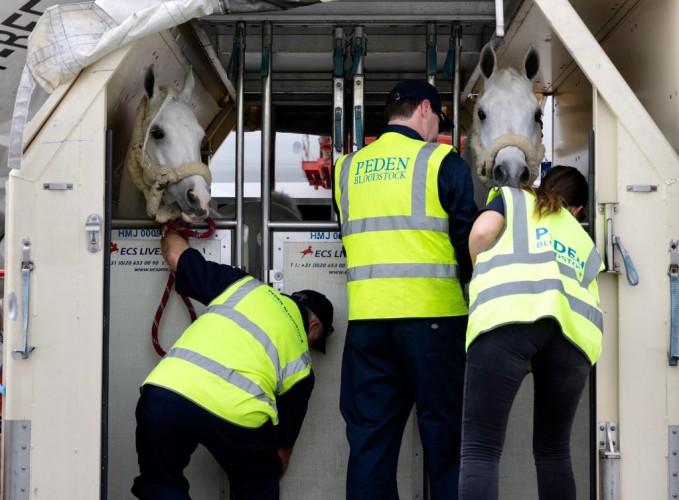 وصول جياد كأس العالم لقفز الحواجز والترويض الى الرياض